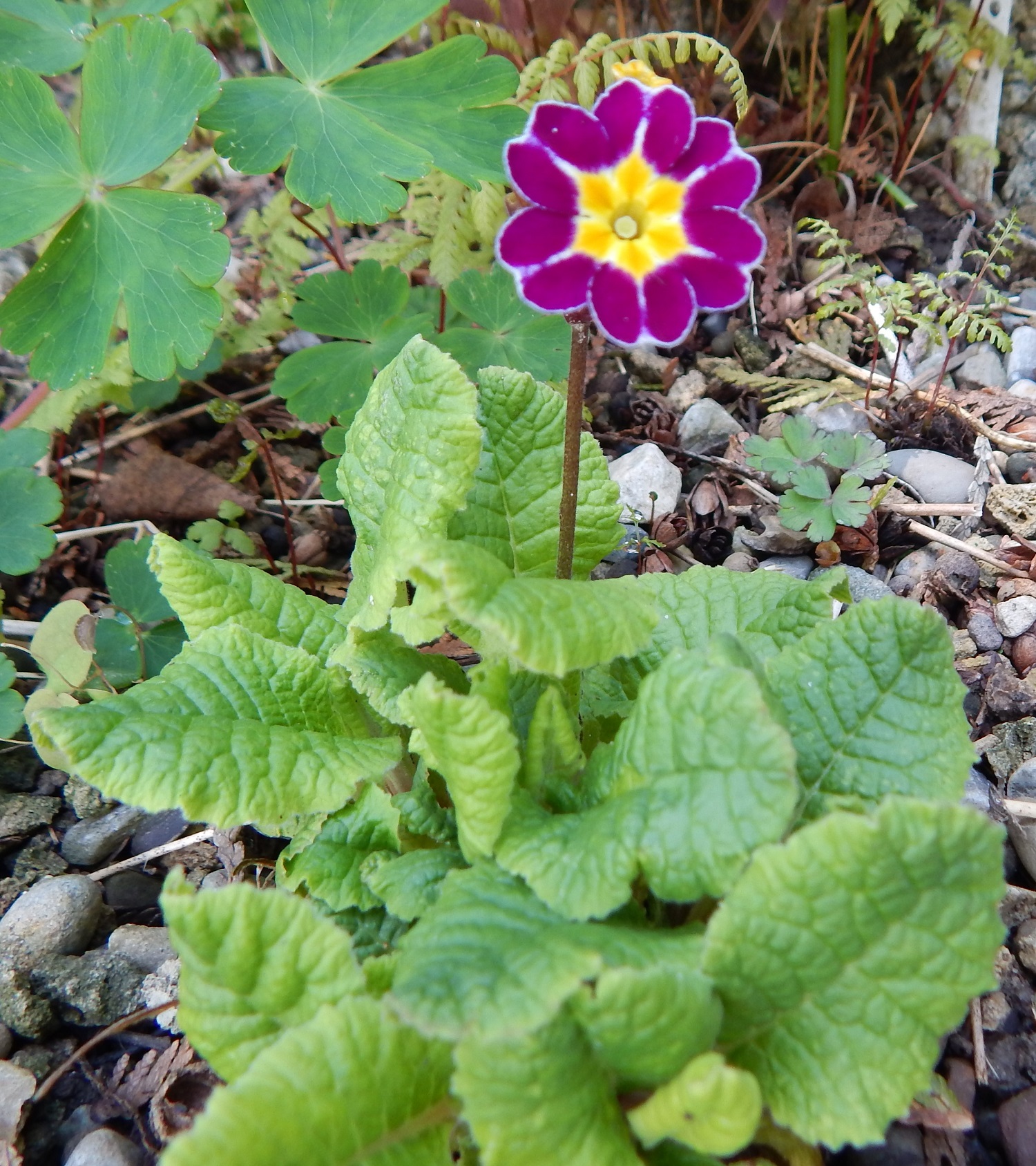 Primula polyanthus Barnhaven seed mix